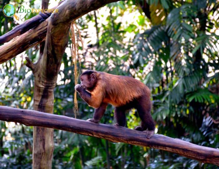 Brown Weeper Capuchin 