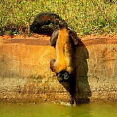 Brown-backed Bearded Saki