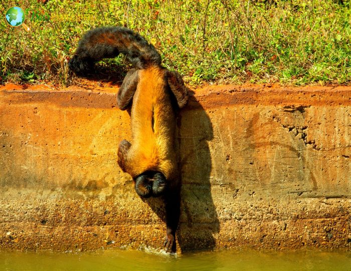 Brown-backed Bearded Saki