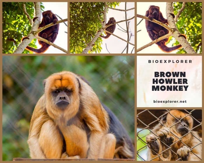 Brown Howler Monkey