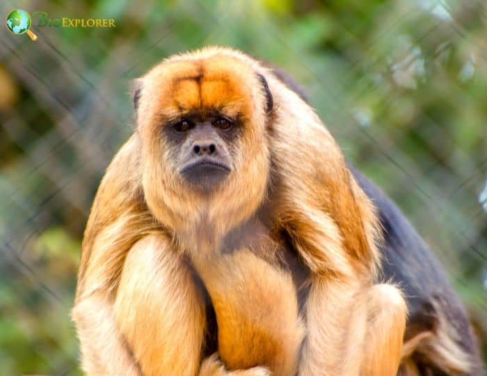 Brown Howler Monkey