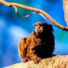 Brown-mantled Tamarin