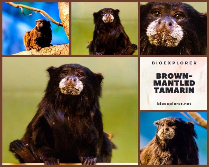 Brown-mantled Tamarin