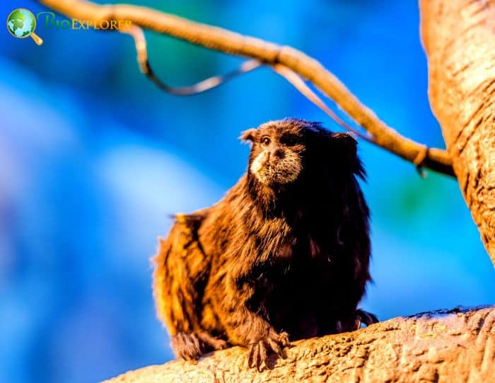 Brown Mantled Tamarin