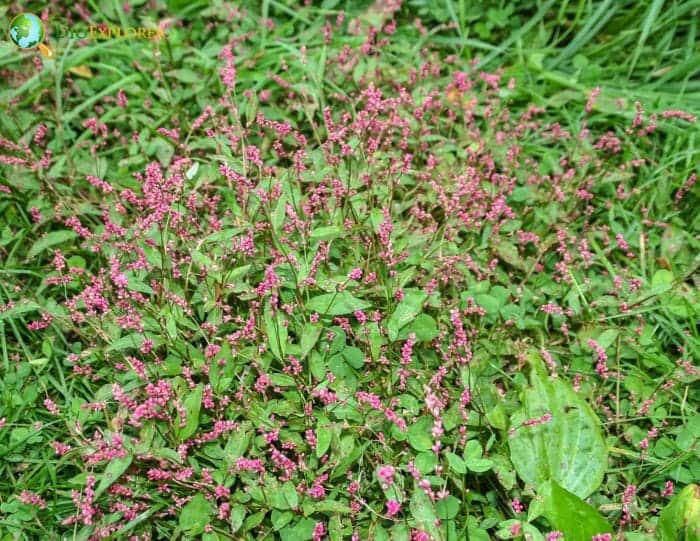 Bruniales Flowers and Reproduction