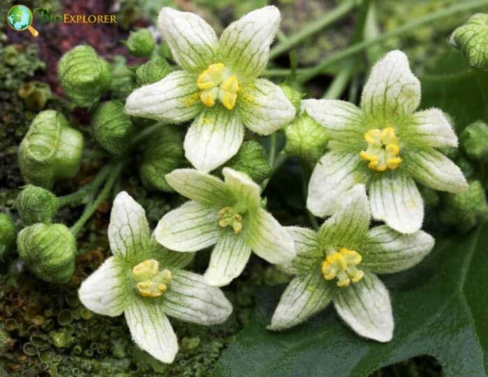 Bryony Flowers