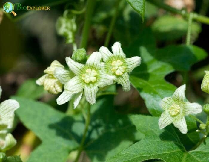 Bryony Flowers