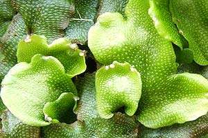 Liverworts