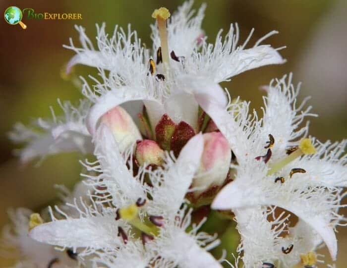 Buckbean Flowers