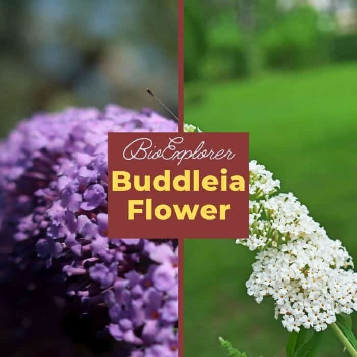 Buddleia