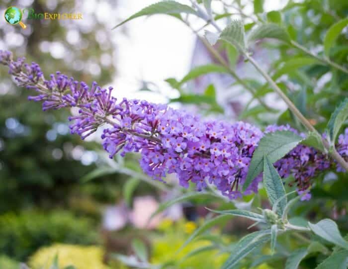 Buddleia Davidii