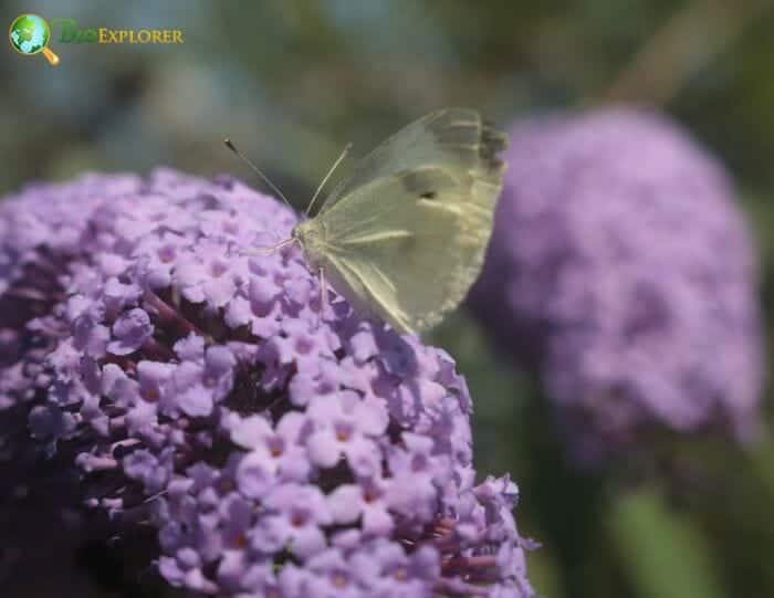 Buddleia Flowers