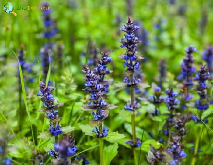 Bugleweed flowering plants