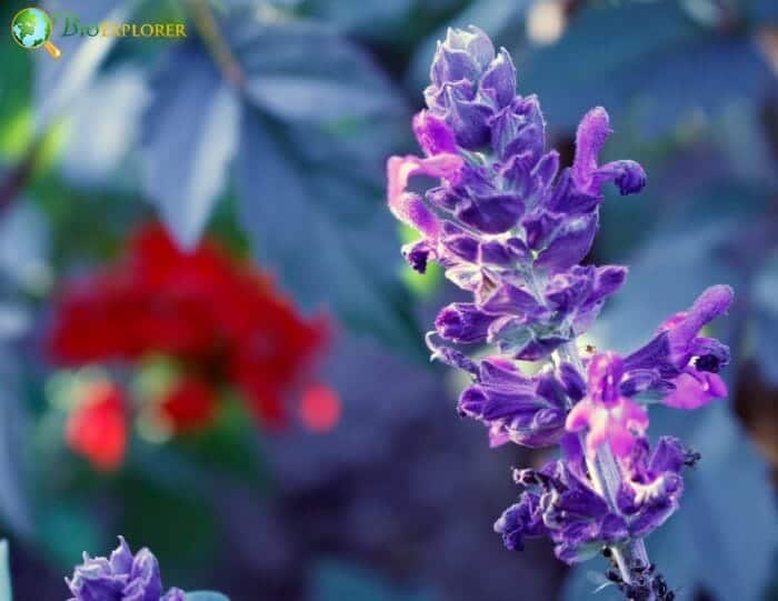 Bugleweed Flowers