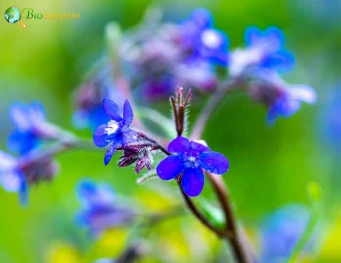 Bugloss