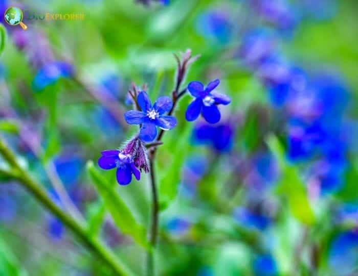 Bugloss Flowers