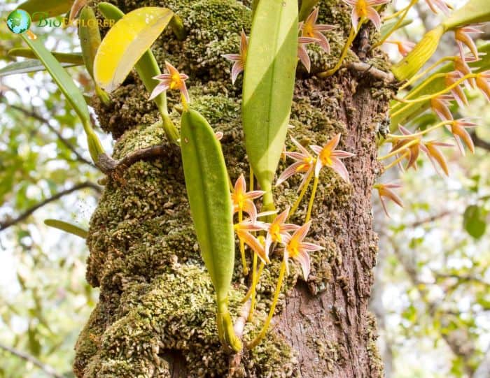 Bulbophyllum