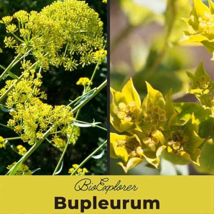 Bupleurum