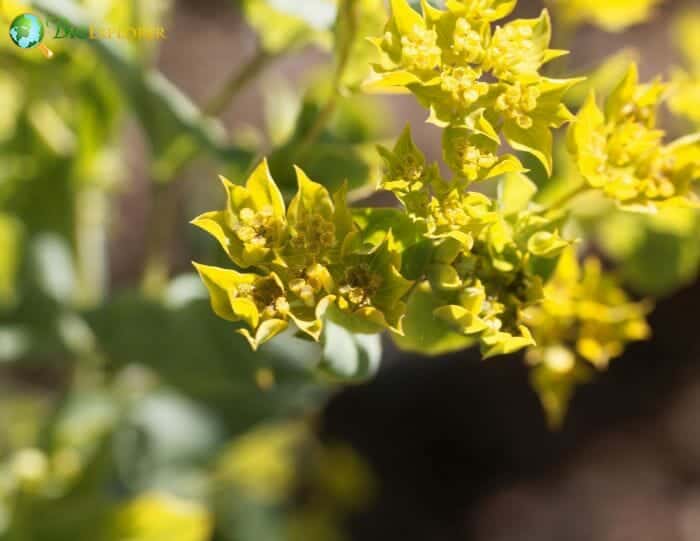 Bupleurum Flowers