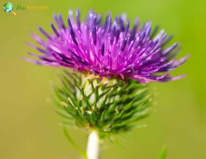 Burdock Flower