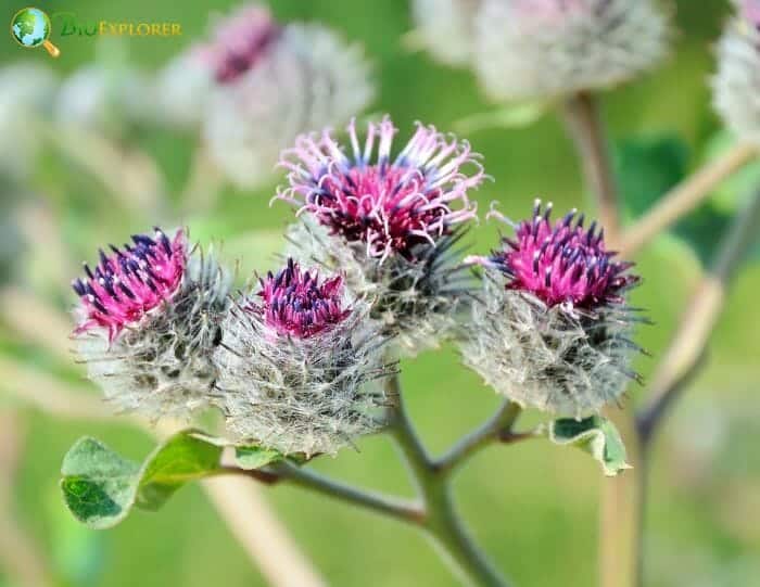 Burdock Flowers