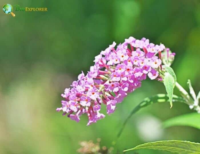 Butterfly Bush Flowers