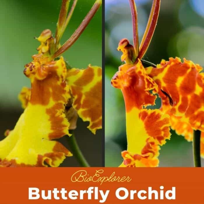 Butterfly Orchid