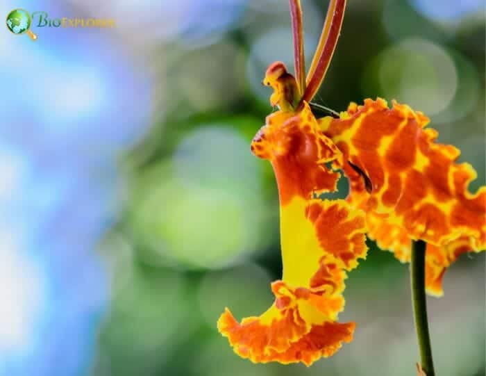 Butterfly Orchid