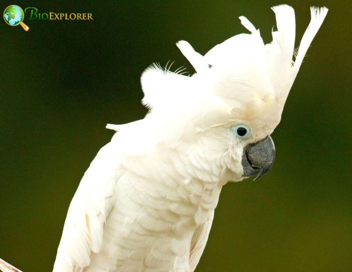 Cacatua Alba