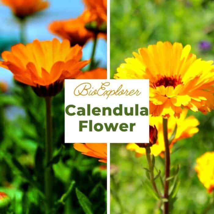 Calendula