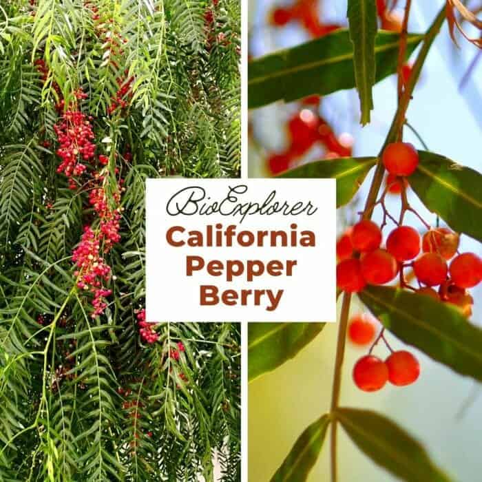 California Pepper Berry