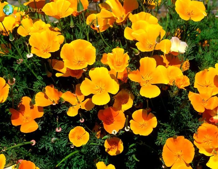 California Poppy