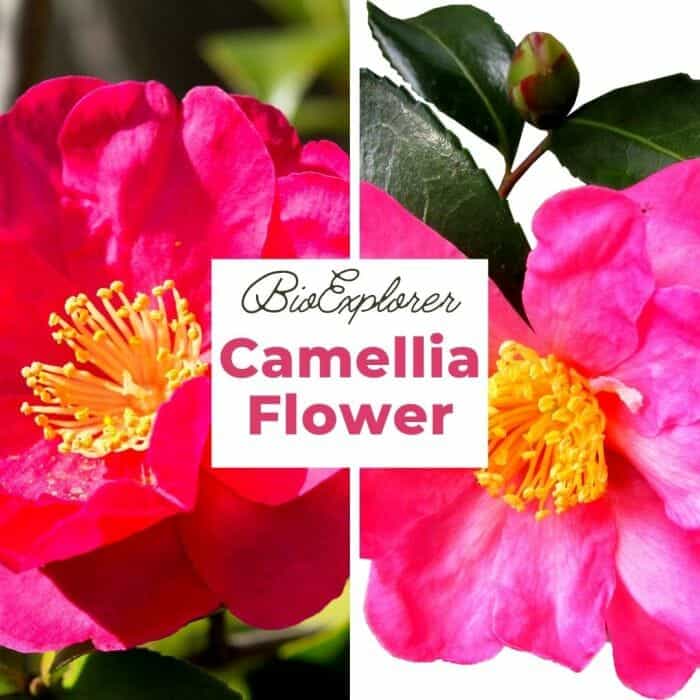 Camellia Flower