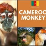 Cameroon Monkeys