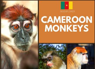 Cameroon Monkeys