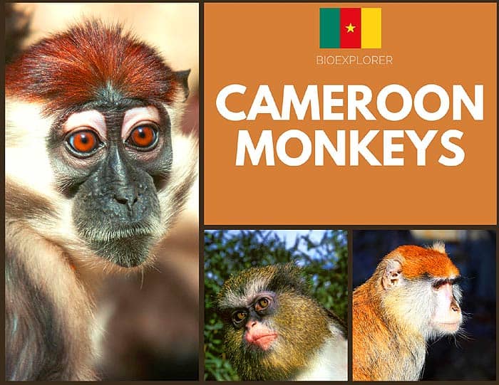 Cameroon Monkeys