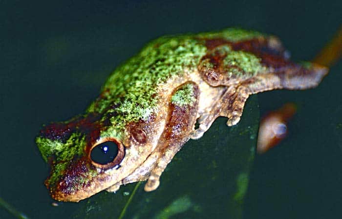 Green Eyed Tree Frog