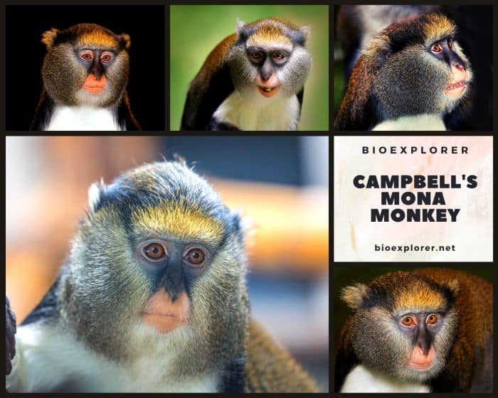 Campbell's Mona Monkey