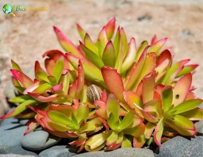 Campfire Plant