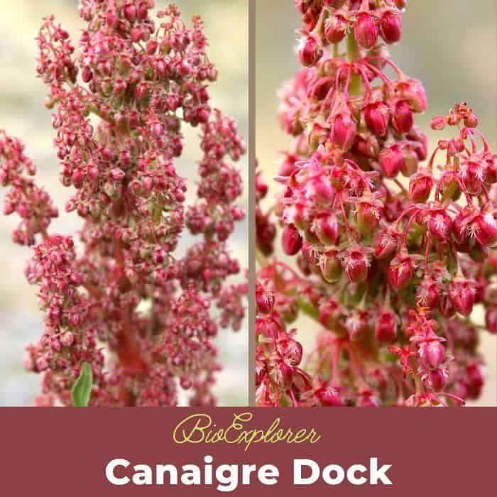 Canaigre Dock