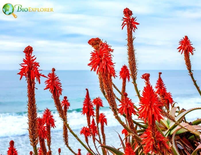 Candelabra Aloe