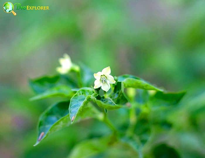 Canellales Flowers and Reproduction