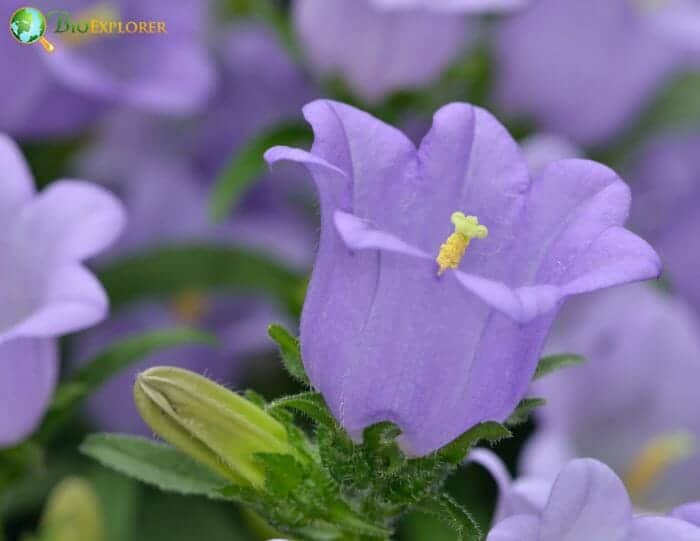 Canterbury Bells Flowers 