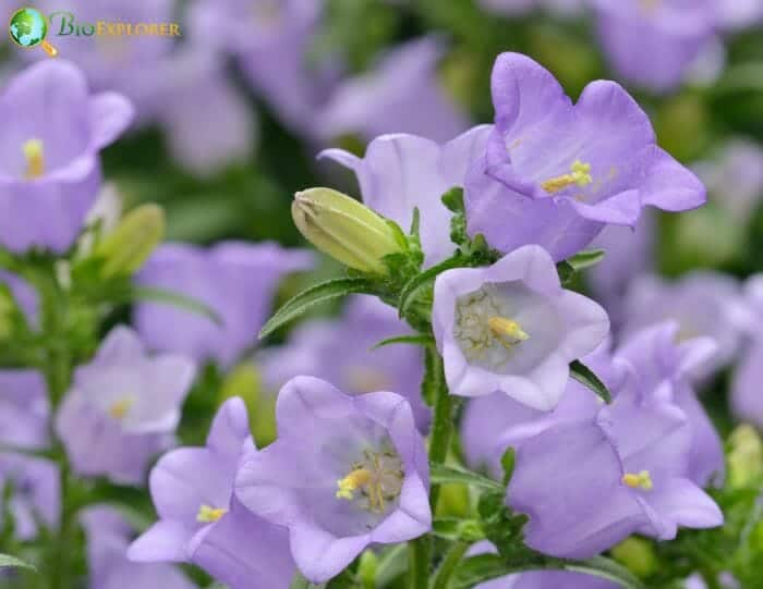 Canterbury Bells