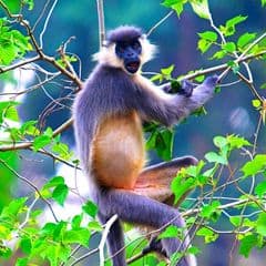 Capped Langur