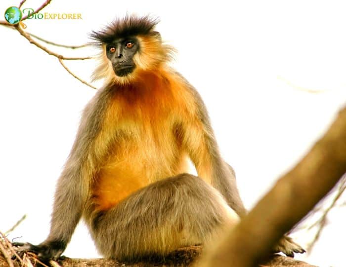 Capped Langur