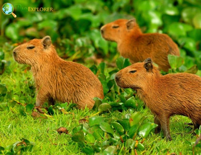 Capybaras In Rainforests