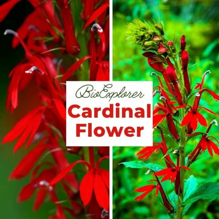 Cardinal Flowers