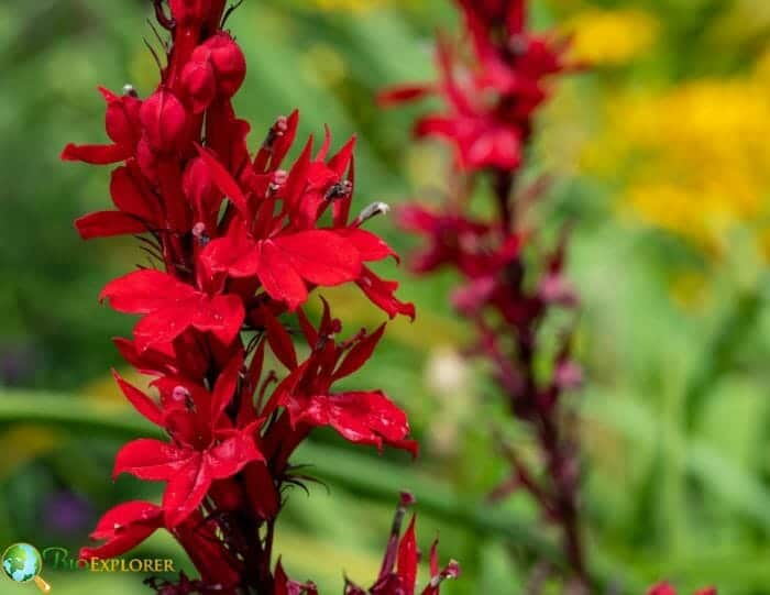 Cardinal Flowering Plant