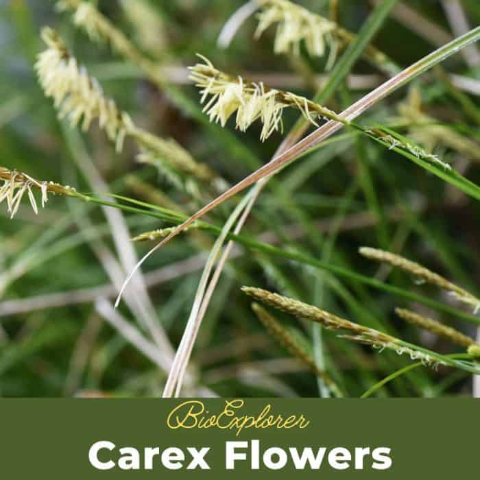 Carex Flowers